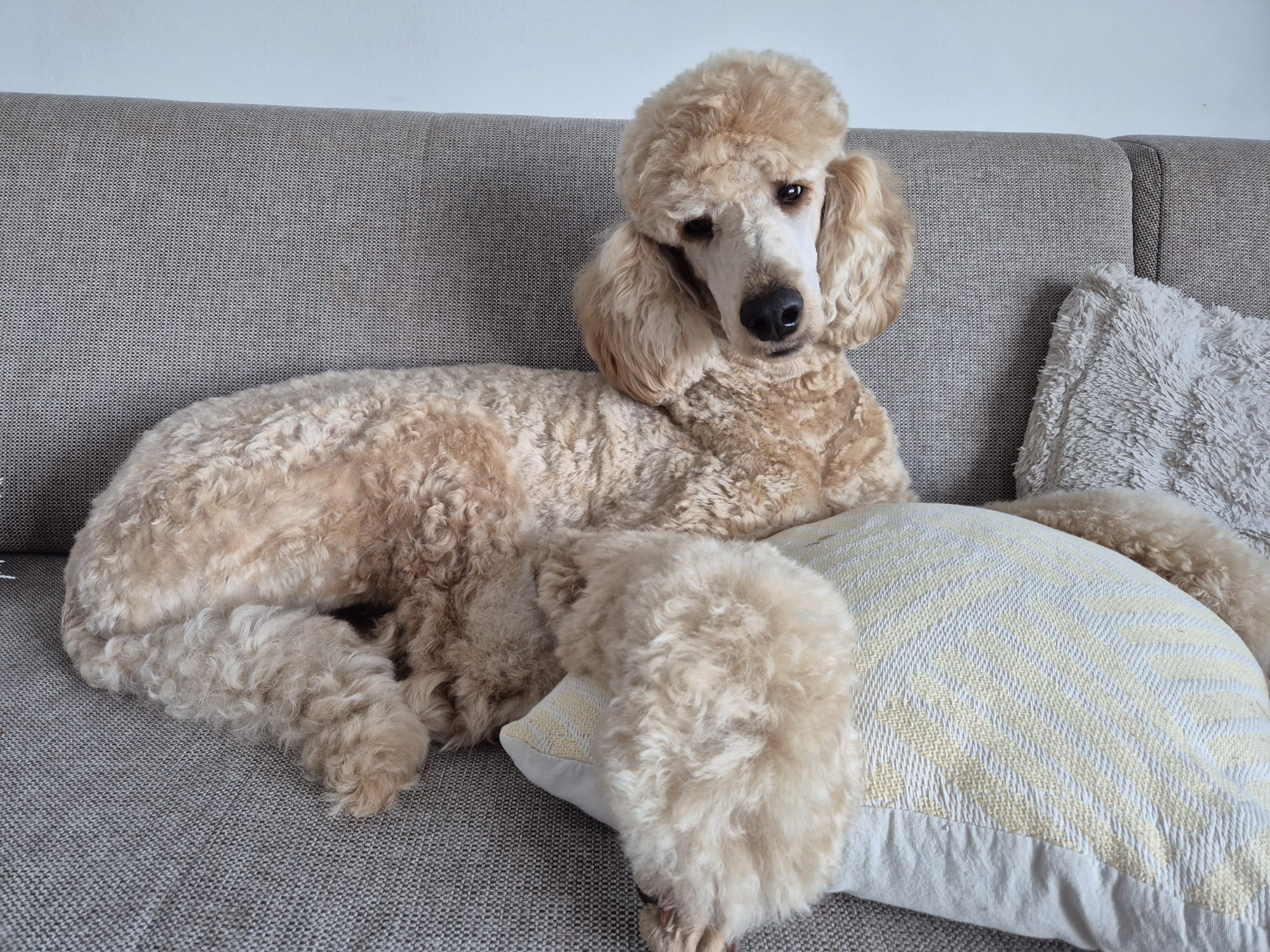 Großpudelhündin Nala entspannt auf dem Sofa – ruhig und aufmerksam