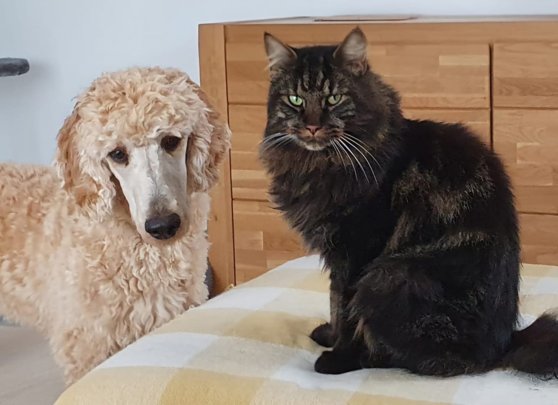 Findus der Kater und Großpudelhündin Nala – harmonisches Zusammenleben
